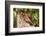 Northern Cardinal-Gary Carter-Framed Photographic Print