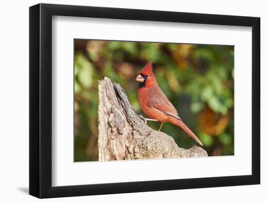 Northern Cardinal-Gary Carter-Framed Photographic Print