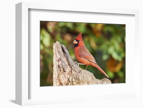 Northern Cardinal-Gary Carter-Framed Photographic Print