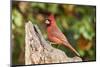 Northern Cardinal-Gary Carter-Mounted Photographic Print