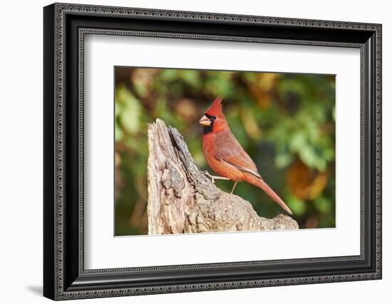 Northern Cardinal-Gary Carter-Framed Photographic Print