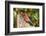 Northern Cardinal-Gary Carter-Framed Photographic Print