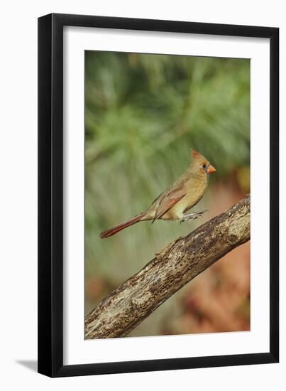 Northern Cardinal-Gary Carter-Framed Photographic Print