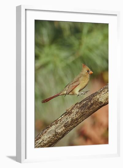 Northern Cardinal-Gary Carter-Framed Photographic Print