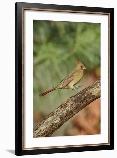 Northern Cardinal-Gary Carter-Framed Photographic Print