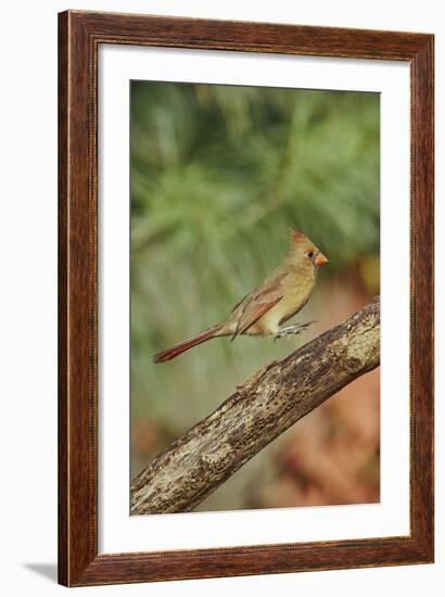 Northern Cardinal-Gary Carter-Framed Photographic Print