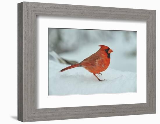 Northern Cardinal-Gary Carter-Framed Photographic Print