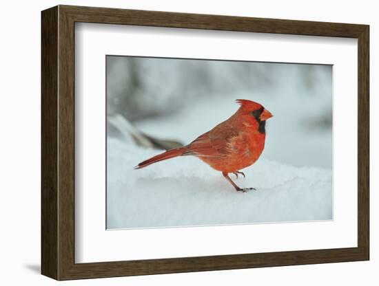 Northern Cardinal-Gary Carter-Framed Photographic Print