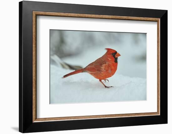 Northern Cardinal-Gary Carter-Framed Photographic Print