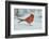 Northern Cardinal-Gary Carter-Framed Photographic Print