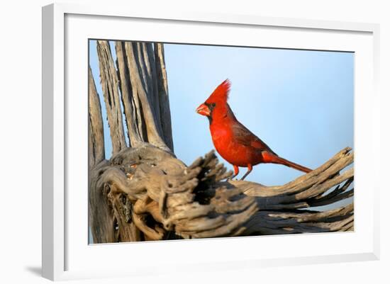 Northern Cardinals (Cardinalis Cardinalis) in the Family Cardinalidae-Richard Wright-Framed Photographic Print