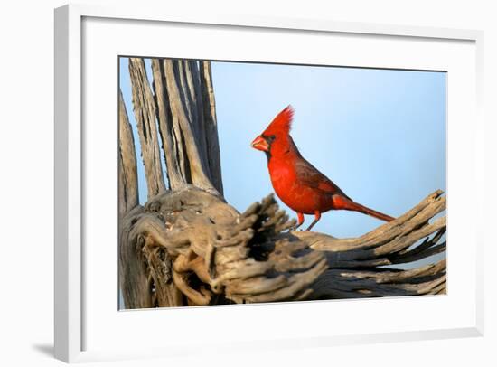 Northern Cardinals (Cardinalis Cardinalis) in the Family Cardinalidae-Richard Wright-Framed Photographic Print