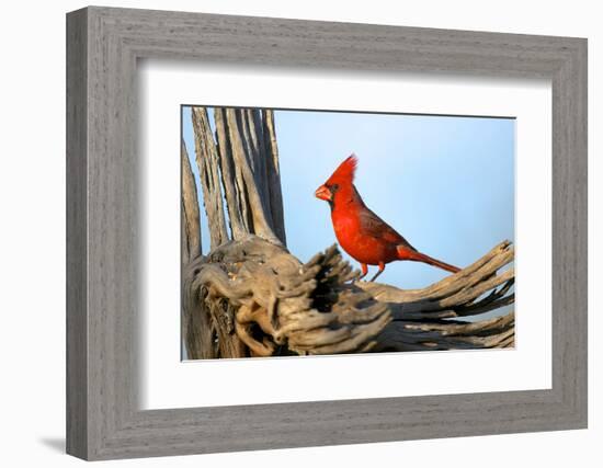 Northern Cardinals (Cardinalis Cardinalis) in the Family Cardinalidae-Richard Wright-Framed Photographic Print