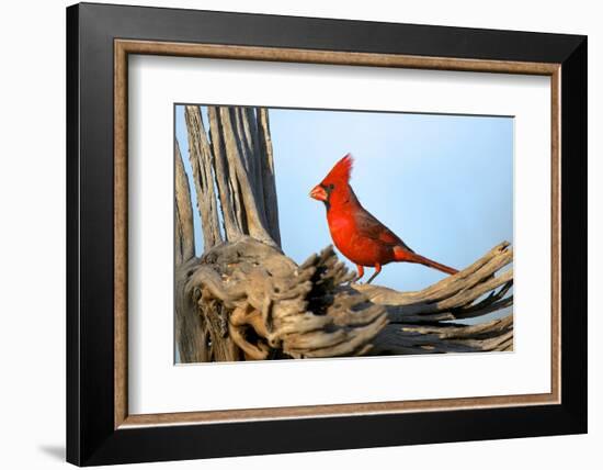 Northern Cardinals (Cardinalis Cardinalis) in the Family Cardinalidae-Richard Wright-Framed Photographic Print