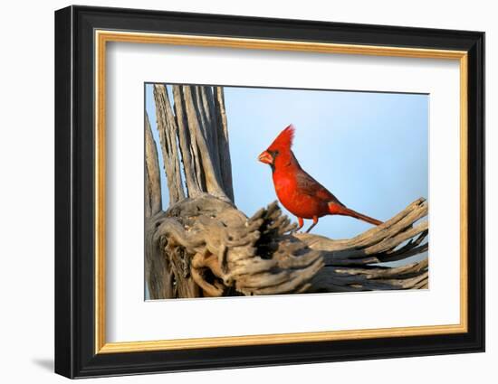 Northern Cardinals (Cardinalis Cardinalis) in the Family Cardinalidae-Richard Wright-Framed Photographic Print