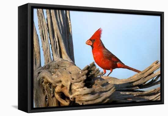 Northern Cardinals (Cardinalis Cardinalis) in the Family Cardinalidae-Richard Wright-Framed Premier Image Canvas