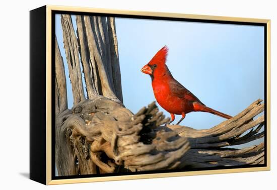 Northern Cardinals (Cardinalis Cardinalis) in the Family Cardinalidae-Richard Wright-Framed Premier Image Canvas