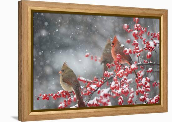 Northern Cardinals in Common Winterberry, Marion, Illinois, Usa-Richard ans Susan Day-Framed Premier Image Canvas