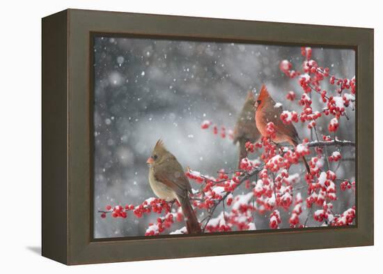 Northern Cardinals in Common Winterberry, Marion, Illinois, Usa-Richard ans Susan Day-Framed Premier Image Canvas