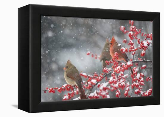 Northern Cardinals in Common Winterberry, Marion, Illinois, Usa-Richard ans Susan Day-Framed Premier Image Canvas