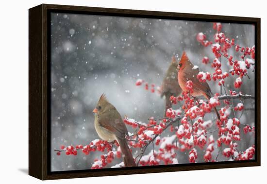 Northern Cardinals in Common Winterberry, Marion, Illinois, Usa-Richard ans Susan Day-Framed Premier Image Canvas