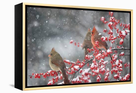 Northern Cardinals in Common Winterberry, Marion, Illinois, Usa-Richard ans Susan Day-Framed Premier Image Canvas