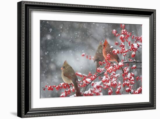 Northern Cardinals in Common Winterberry, Marion, Illinois, Usa-Richard ans Susan Day-Framed Photographic Print