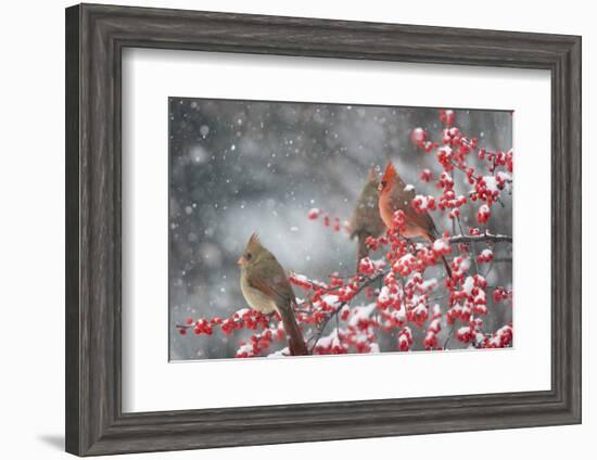 Northern Cardinals in Common Winterberry, Marion, Illinois, Usa-Richard ans Susan Day-Framed Photographic Print