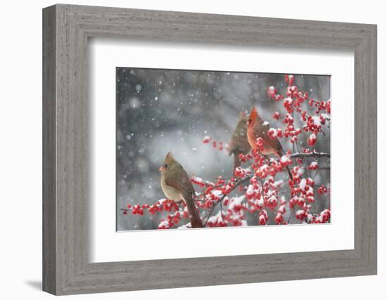 Northern Cardinals in Common Winterberry, Marion, Illinois, Usa-Richard ans Susan Day-Framed Photographic Print