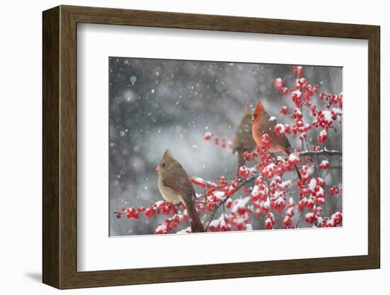 Northern Cardinals in Common Winterberry, Marion, Illinois, Usa-Richard ans Susan Day-Framed Photographic Print