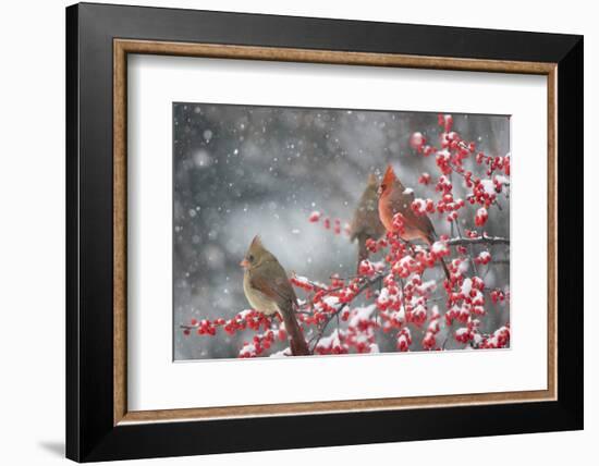 Northern Cardinals in Common Winterberry, Marion, Illinois, Usa-Richard ans Susan Day-Framed Photographic Print