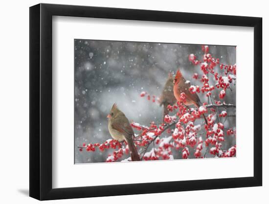 Northern Cardinals in Common Winterberry, Marion, Illinois, Usa-Richard ans Susan Day-Framed Photographic Print