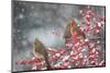 Northern Cardinals in Common Winterberry, Marion, Illinois, Usa-Richard ans Susan Day-Mounted Photographic Print