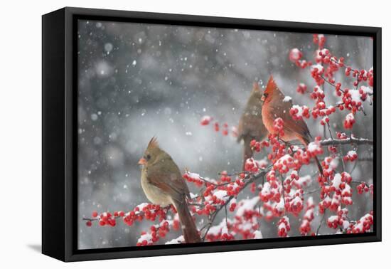 Northern Cardinals male and females in Common Winterberry in snow, Marion, Illinois, USA.-Richard & Susan Day-Framed Premier Image Canvas