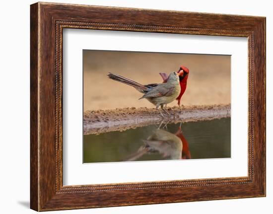 Northern Cardinals, Texas, USA-Larry Ditto-Framed Photographic Print