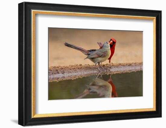 Northern Cardinals, Texas, USA-Larry Ditto-Framed Photographic Print