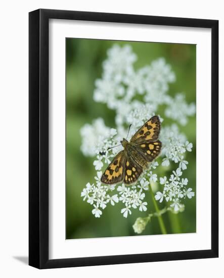 Northern Chequered Skipper, (Carterocephalus Silvicola), Female On Flower-Jussi Murtosaari-Framed Photographic Print