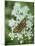 Northern Chequered Skipper, (Carterocephalus Silvicola), Female On Flower-Jussi Murtosaari-Mounted Photographic Print