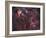 Northern Cygnus-Stocktrek Images-Framed Photographic Print