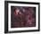 Northern Cygnus-Stocktrek Images-Framed Photographic Print