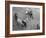 Northern Dancer after Winning the Kentucky Derby-null-Framed Photographic Print