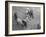 Northern Dancer after Winning the Kentucky Derby-null-Framed Photographic Print