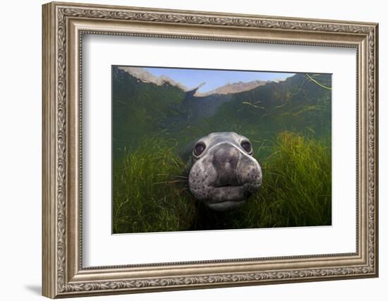 Northern elephant seal approaching camera, Cedros Island, Pacific Ocean, Baja California, Mexico-Claudio Contreras-Framed Photographic Print