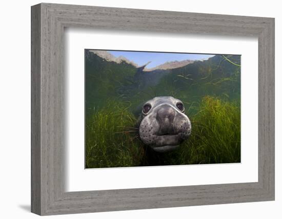 Northern elephant seal approaching camera, Cedros Island, Pacific Ocean, Baja California, Mexico-Claudio Contreras-Framed Photographic Print