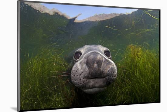 Northern elephant seal approaching camera, Cedros Island, Pacific Ocean, Baja California, Mexico-Claudio Contreras-Mounted Photographic Print