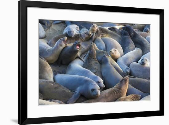 Northern elephant seals at Piedras Blancas Elephant Seal Rookery, San Simeon, California, USA-Russ Bishop-Framed Premium Photographic Print