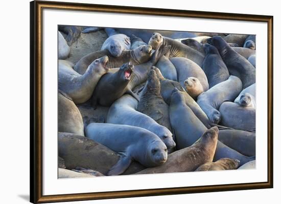 Northern elephant seals at Piedras Blancas Elephant Seal Rookery, San Simeon, California, USA-Russ Bishop-Framed Premium Photographic Print