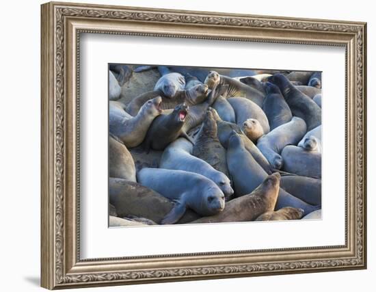 Northern elephant seals at Piedras Blancas Elephant Seal Rookery, San Simeon, California, USA-Russ Bishop-Framed Photographic Print