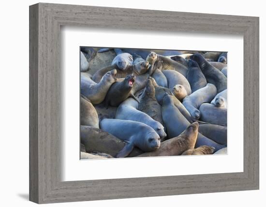 Northern elephant seals at Piedras Blancas Elephant Seal Rookery, San Simeon, California, USA-Russ Bishop-Framed Photographic Print