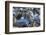 Northern elephant seals at Piedras Blancas Elephant Seal Rookery, San Simeon, California, USA-Russ Bishop-Framed Photographic Print